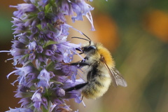 Bombus pascuorum