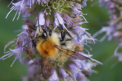 Bombus pascuorum