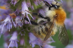 Bombus pascuorum