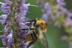 Bombus pascuorum