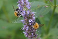 Bombus pascuorum