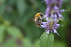 Bombus pascuorum