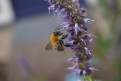 Bombus pascuorum