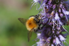 Bombus pascuorum