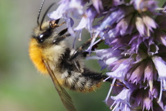 Bombus pascuorum