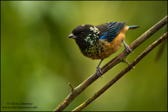Spangle-Cheeked Tanager photo 3