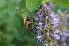 Bombus pascuorum