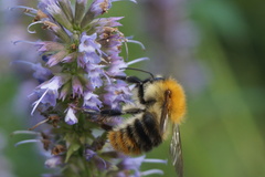 Bombus pascuorum