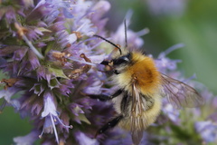 Bombus pascuorum