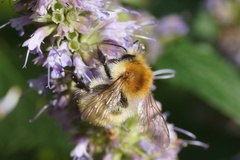 Bombus pascuorum