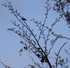 Coereba flaveola caboti