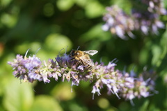 Apis mellifera
