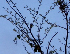 Coereba flaveola caboti