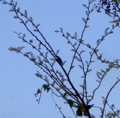 Coereba flaveola caboti