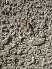 Diplacodes bipunctata