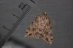 Pseudocoremia rudisata