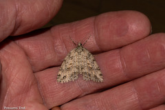 Pseudocoremia rudisata