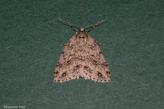 Pseudocoremia rudisata