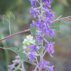 Delphinium scopulorum