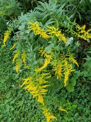 Solidago canadensis canadensis