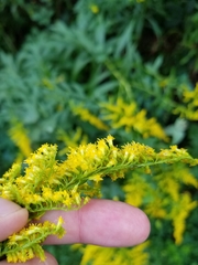 Solidago canadensis canadensis