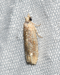 Eucosma ochrocephala