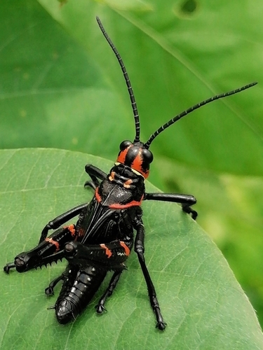 Chromacris colorata