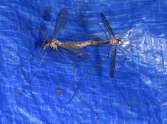 Tipula silvestra