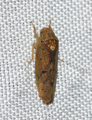 Ponana quadralaba