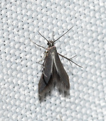 Schreckensteinia erythriella