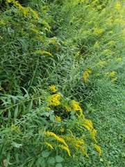 Solidago canadensis canadensis