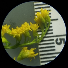 Solidago canadensis canadensis