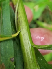 Solidago canadensis canadensis