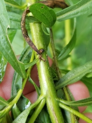 Solidago canadensis canadensis