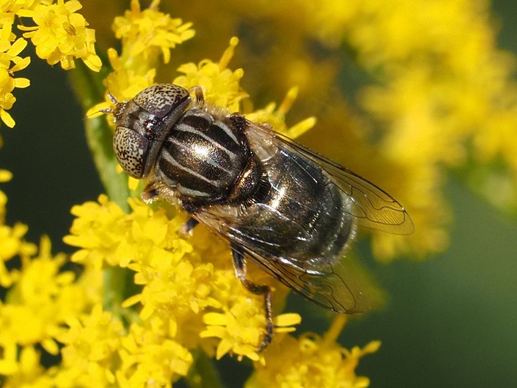 Common Lagoon Fly