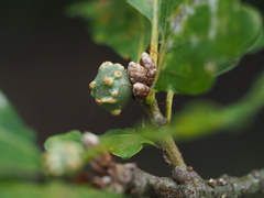 Andricus infectorius