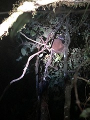 Lepilemur mustelinus