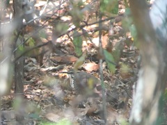 Mesitornis variegatus