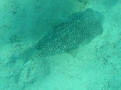 Chilomycterus reticulatus