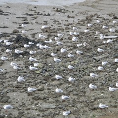 Chroicocephalus ridibundus