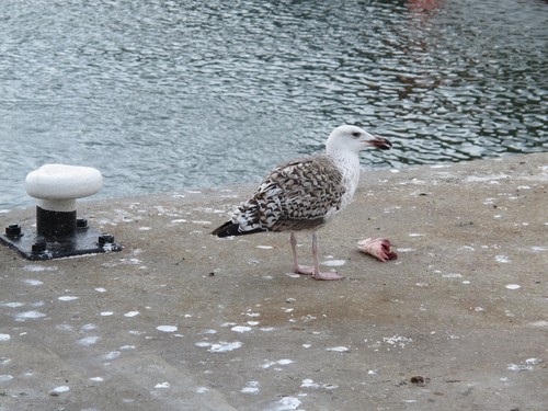 Gavión atlántico (Larus marinus)