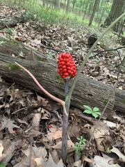 Arisaema triphyllum