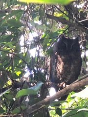 Otus rutilus rutilus