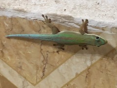 Phelsuma modesta