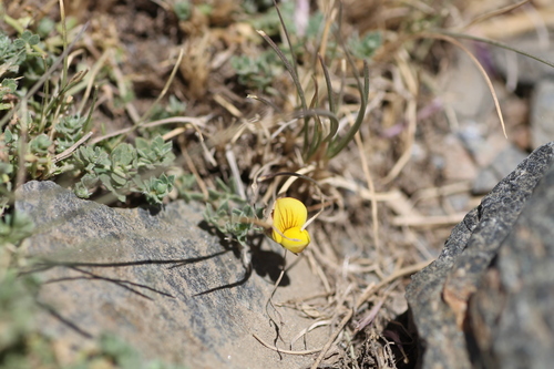 Lotus glareosus