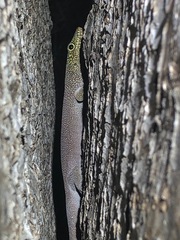 Phelsuma standingi