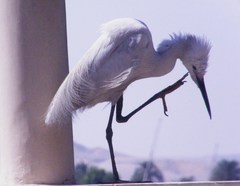 Egretta garzetta