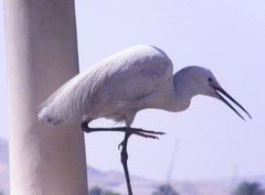 Egretta garzetta
