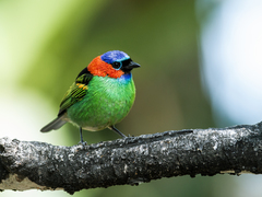 Red-Necked Tanager photo 4
