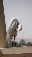 Egretta garzetta